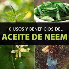 10 Propiedades Beneficios Y Usos Del Aceite De Neem Efectos Secundarios La Guia De Las Vitaminas