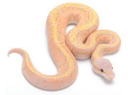We did not find results for: Banana Super Blast Morph List World Of Ball Pythons