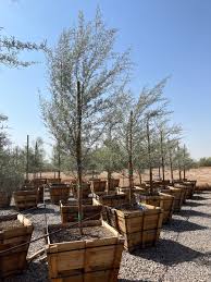 Image result for Acacia gerrardii