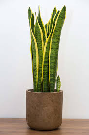 Snake Plant Sansevieria Trifasciata Types Care And Growing Tips Snake Plant Indoor Snake Plant Care Snake Plant