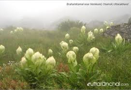 We did not find results for: Valley Of Flowers Images 84 Valley Of Flowers Photos Picture Gallery Of Valley Of Flowers