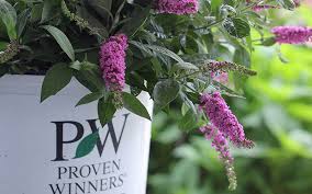 Proven winners flowers for sale. Bransford Webbs Proven Winners