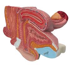 Female Pelvis 2 Part H10 Anatomical Parts Charts