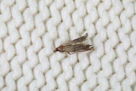 La polilla (gynnidomorpha alisman) es un insecto nocturno estrechamente relacionado con las mariposas. 7 Recetas Infalibles Y Caseras Para Combatir Las Polillas Para Ti