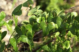 Image result for Dioscorea sylvatica