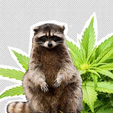 Raccoons also eat insects, slugs, dead animals, birds and bird eggs, as well as fruits, vegetables, nuts, and seeds. Indiana Woman S Chill Pet Raccoon Eats A Bunch Of Weed