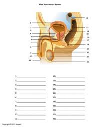 Male Reproductive System Identification Quiz Reproductive System Basic Anatomy And Physiology Human Digestive System