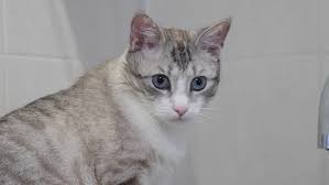 Cat, eyes, cat's eyes, face, tiger, mackerel, red cat, sweet, kitten, domestic cat,. Light Striped Cat With Blue Stock Footage Video 100 Royalty Free 1023749971 Shutterstock