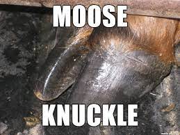 That's a moose, the ranger replied. Moose Knuckle Meme On Imgur