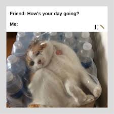 This cat can tell stories cheerfully. 10 Funny Animal Memes That Will Definitely Brighten Up Your Day