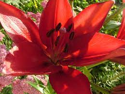 Red Lily Flower Red Lily Red Lily Flower Lily Flower