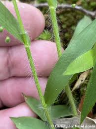 Image result for Dichapetalum deflexum