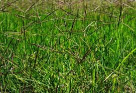 Ya, di daerah tempat tinggal saya, rumput jenis isi umumnya disebut dengan nama suket grinting. Obat Rumput Grinting Rumput Grinting Cynodon Dactylon Bertahan Dan Menyebar Dengan Luar Biasa Anton Sutrisno Herbisida Andalan Pembasmi Gulma Jagungan Grinting Ditanaman Padi Khamun Janan