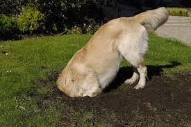 Just Helping With The Garden Ok This Is What It Is Really Like When You Live With A Golden Dogs Digging Holes Digging Dogs Dog Friends