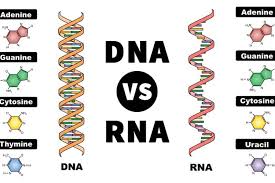 Apa Saja Perbedaan Rna Dan Dna Halaman All Kompas Com