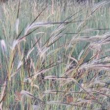 Image result for Heteropogon