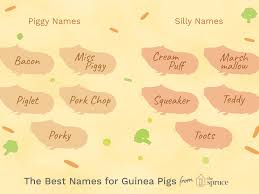 What are some best popular usernames for tiktok? 100 Names For Pet Guinea Pigs