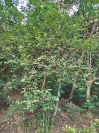 Image result for Bridelia ripicola