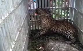 Dan ga hanya 1 kandang tapi langsung 3 kandang. Kerap Mangsa Ternak Seekor Macan Tutul Ditangkap Warga Lereng Gunung Lawu Merahputih