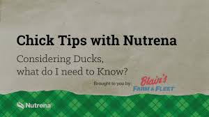 Tag @fleetfarmofficial to be featured linktr.ee/fleetfarmofficial. Chick Tips With Nutrena What To Know About Ducks Blain S Farm Fleet Youtube