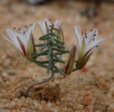 Image result for Eriospermum