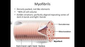 A Pi Chapter 9 Anatomy Of Muscle Tissue Youtube