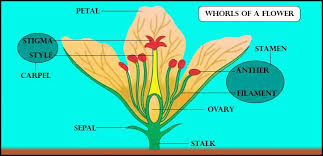 Parts of a hibiscus flower complete flower fiower part sepal plant ovary flower anatomy diagram of flower parts of a flower flower diagram parts of the flower. Explain The Structure Of A Typical Flower With The Class 11 Biology Cbse
