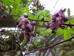 木通（アケビ）の花』 : 自然風の自然風だより