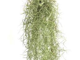 Tillandsia Usneoides Spanish Moss Air Plant Air Plant Greenhouse Air Plants Tillandsia Plants