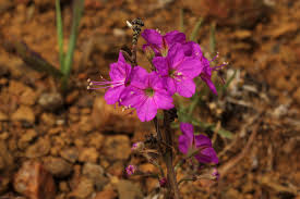 Image result for Commicarpus