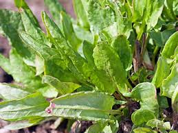 Today they can be found in a variety of restaurants around the world but you can also try some edible flower. Foraging In May Wild Herbs And Edible Plants Woodland Trust