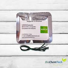 Image result for Lobesia botrana grapevine