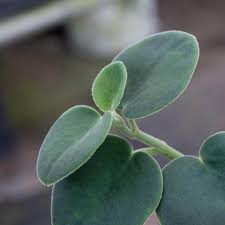 Image result for Ceropegia incana