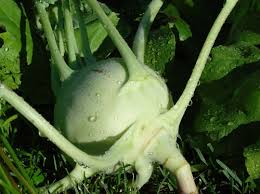 Kohlrabi purple root vegetable white inside. Kohlrabi Cooksinfo