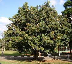 Image result for pachira obrázek