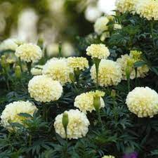 Maybe you would like to learn more about one of these? Jual Biji Bunga Marigold Putih F1 Kota Mojokerto Sunrise Mall Mojokerto Tokopedia