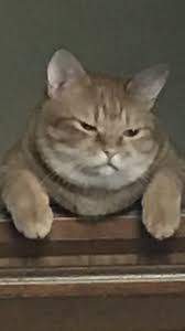 外出先で猫にエサをあげていないことを思い出し家に帰ってみると そこには想像通りの光景が 笑 hash ハッシュ ねこ 猫 子猫