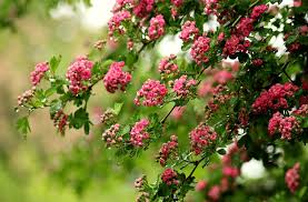Check spelling or type a new query. Hawthorn Flowering Tree Free Photo On Pixabay