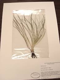 Image result for Isoetaceae