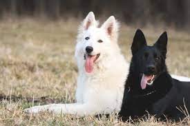 Check spelling or type a new query. Black And White German Shepherd Puppies German Shepherd Puppies Black German Shepherd Puppies White German Shepherd Puppies