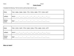 For the following examples, give the. Transcription And Translation Practice By Happy Cat Science Tpt