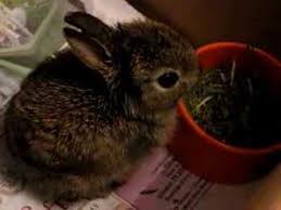 By 3 weeks of age they are regularly leaving the nest and readily reacting to sounds. Baby Wild Rabbit Eating Youtube