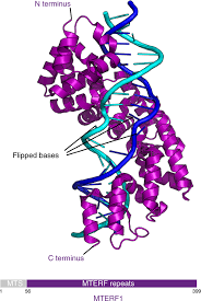 2.7 dna replication, transcription, translation. Structural Basis Of Mitochondrial Transcription Nature Structural Molecular Biology