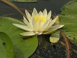Image result for Nymphaea heudelotii