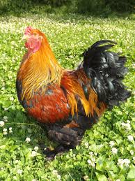 Or do know where i can find a gold partridge cockerel & pullet girlfriend to purchase? Gold Partridge Brahma Chicken Find Hatching Eggs At My Farm Rainbow Brahma Farm Brahma Chicken Hatching Eggs Chickens