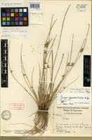 Image result for Schoenoplectus erectus