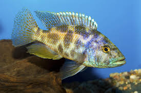 Crimson tide 1.5 inch african cichlid live fish victorian | ebay. Lake Victoria Cichlids Fish Breed Information And Pictures Petguide