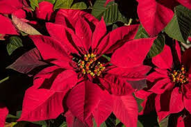 Maybe you would like to learn more about one of these? Kastuba Si Bunga Natal Bobo