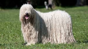 This small dog (not more than 27 cm at the withers) this large dog (no more than 63 cm at the withers) is a pointing dog of german origin, very sporty and. White Dog Breeds 31 Big Small Pups With Short Or Fluffy Coats