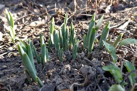 3/2000 privind organizarea și desfăşurarea referendumului specifică în mod clar că, atunci când referendumul este convocat odată cu alegerile parlamentare, alegerea președintelui româniei. Adrian Stoian Yet Another Blog Page 2